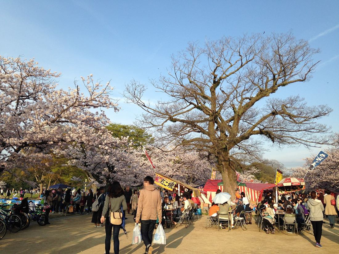 Cherry blossoms over the water in Ohori Park, Fukuoka