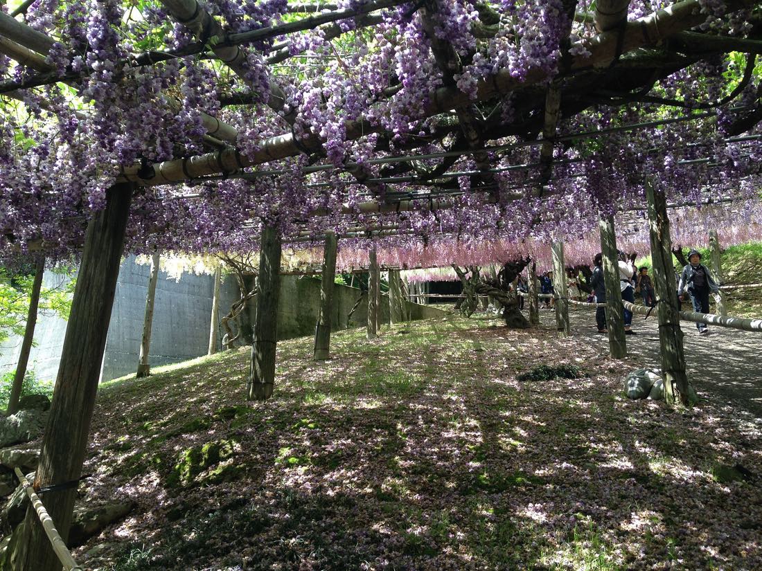 Wisteria in flower at the Kawachi Wisteria Garden, Kitakyushu